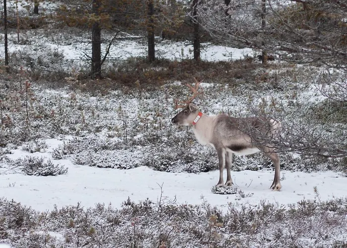 Ahjotar Loma-asunnot *